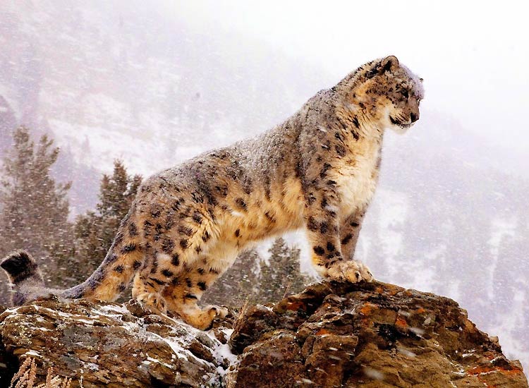 Snow-leopard-Trek
