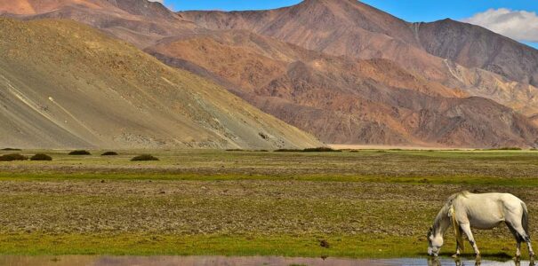 Changthang-Ladakh