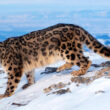 Wildlife Tour in Ladakh