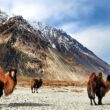 Wildlife Tour in Ladakh