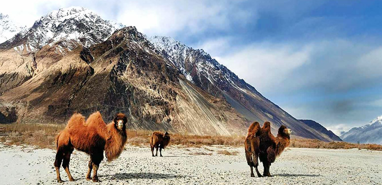 Wildlife Tour in Ladakh