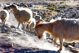 Changthang Wildlife Sanctuary