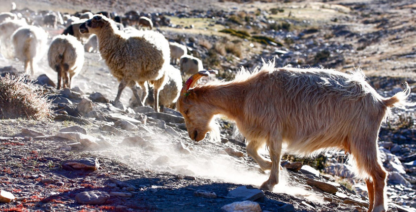 changthang-wildlife-sanctuary