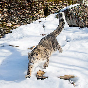 Snow Leopard Trek in Ladakh