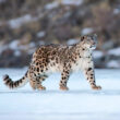 Wildlife Tour in Ladakh