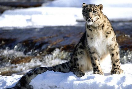 Hemis National Park : Best To Explore The Wildlife In Ladakh