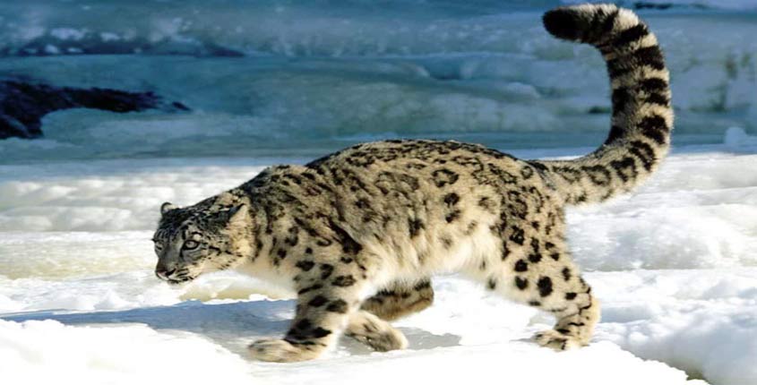 wildlife-in-ladakh